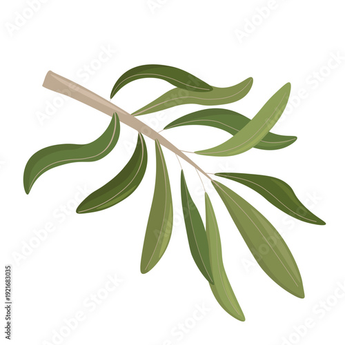 Olive Branch with Green Leaves Isolated on White Background