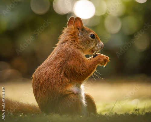Fressendes Eichhörnchen auf der sonnigen Wiese