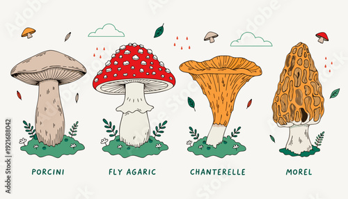 Very beautiful vintage mushroom collection including porcini, fly agaric, chanterelle, and morel, delicately painted with moss accents to create nostalgic botanical charm.