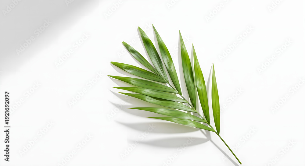 Fototapeta premium A single palm frond casting a shadow on a white surface from a slight angle view