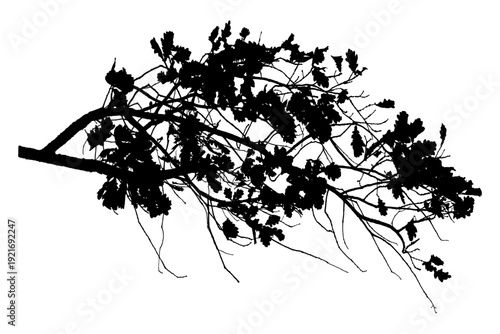 Vector illustration of natural oak tree branch with leaves	
