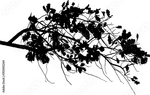 Vector illustration of natural oak tree branch with leaves	
