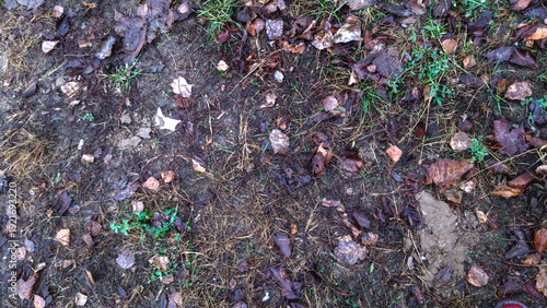 Grass, leaves and debris on the ground.