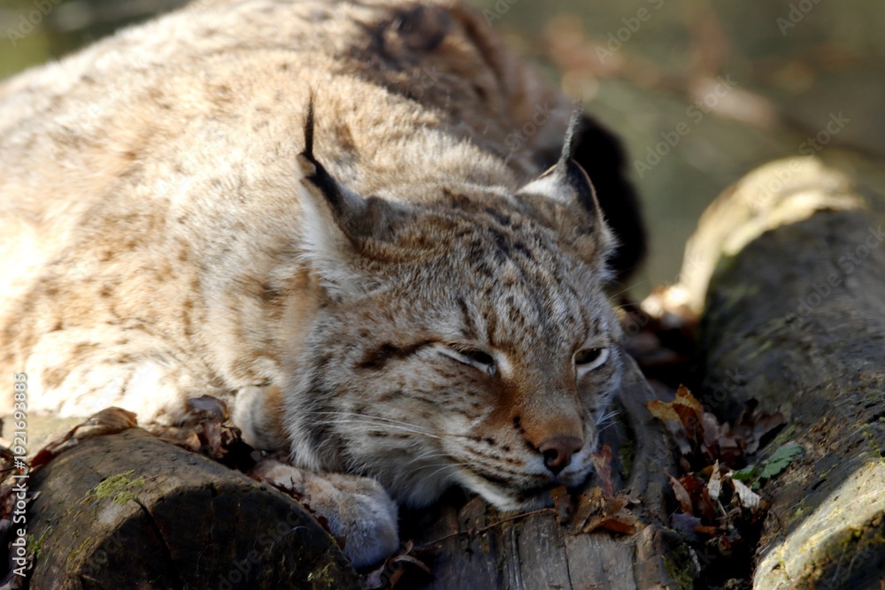 Obraz premium lynx