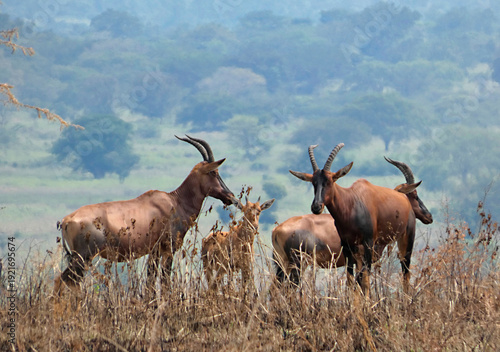 Photography OUGANDA, safari et randonnée au cœur de l'Afrique