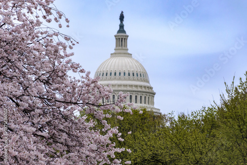Tableau sur toile Cherry blossom in front of the US Capitol