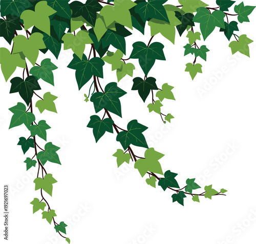 Detailed color vector illustration of green ivy leaves hanging from vines for home garden nature decor and botanical landscaping design branding, cad drawing flat vector illustration