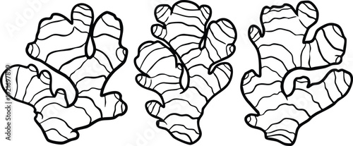 Hand Drawn Ginger Root Outline - Spice Herb Line Art Vector