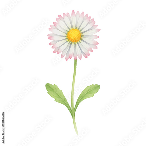 ピンク縁のデイジー水彩イラスト｜可憐な春の花素材