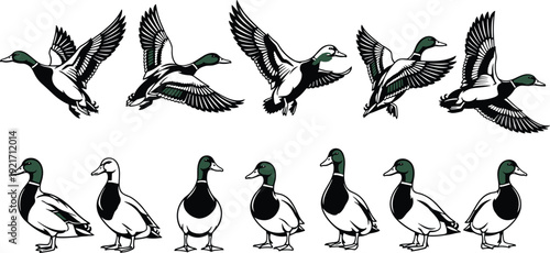 High Quality Cinematic Portrait of Professional Business Woman Working on Laptop in Modern Bright Office Space with Green Plants and Natural Sunlight Background