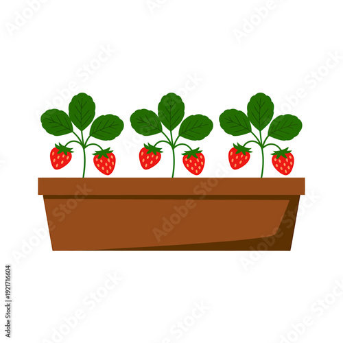 Strawberry plants in a brown planter box with green leaves and ripe red fruits