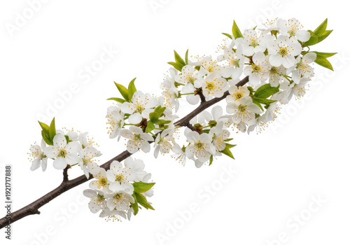 Wallpaper Mural Blooming white flowers on a tree branch with green leaves isolated on transparent background Torontodigital.ca