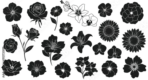 Adobe Illustrator Artwork