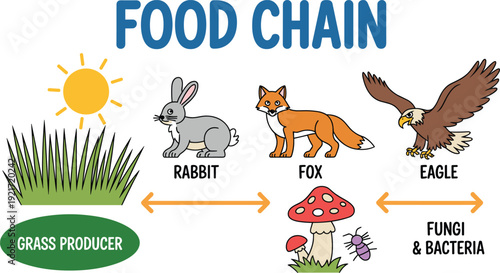 Educational food chain vector illustration showing grass producer, rabbit, fox, eagle and fungi decomposers with arrows for kids science poster