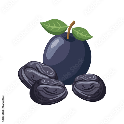 Fresh plum and dried prunes. Botanical Illustration.