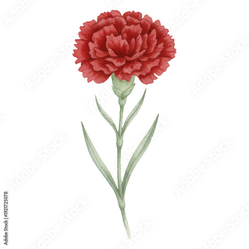 赤いカーネーションの水彩イラスト（母の日の花素材）