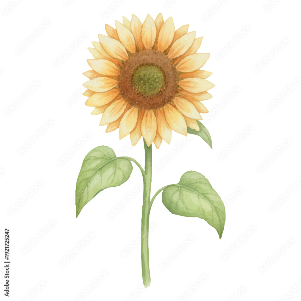 Fototapeta premium ひまわりの水彩イラスト（夏の花・ボタニカル素材）