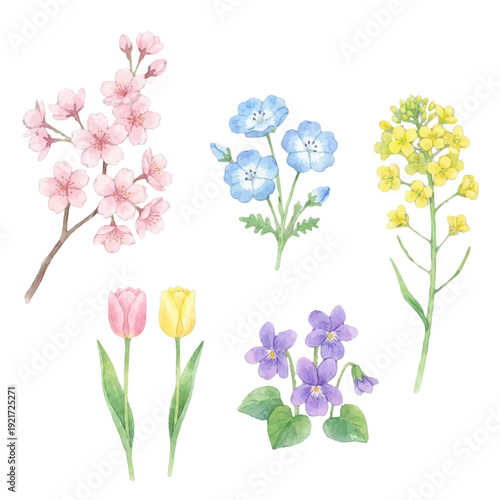 春の花 水彩イラストセット（桜・ネモフィラ・菜の花・チューリップ・スミレ）