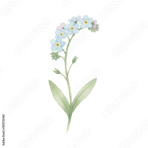 忘れな草の水彩イラスト（可憐なブルーフラワー素材）