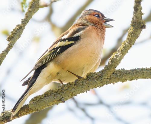 Singender Buchfink im Baum