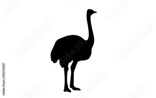 Black ostrich silhouette  different poses, standing, walking, running, bending neck position silhouette vector