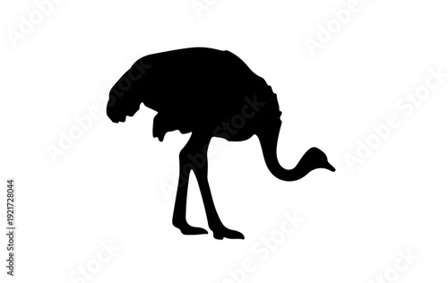 Black ostrich silhouette  different poses, standing, walking, running, bending neck position silhouette vector