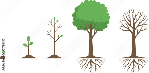 Vector illustration of tree life cycle showing seed, seedling, sapling, mature leafy tree and bare winter tree with visible roots, educational infographic