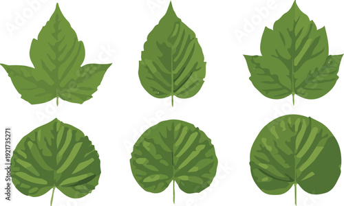 Realistic Green Leaf Vector Set  Detailed Veins and Botanical Foliage