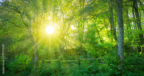 Summer forest with green trees and warm sun light.