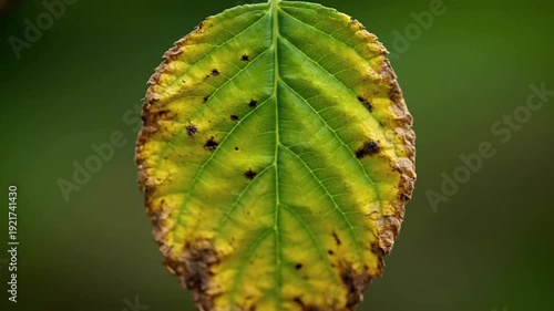 Organic Decay Timelapse minimal gentle atmospheric; camera locked; export-ready loop; no private data; no faces; no trademarks scene 1 Abstract cinematic angle