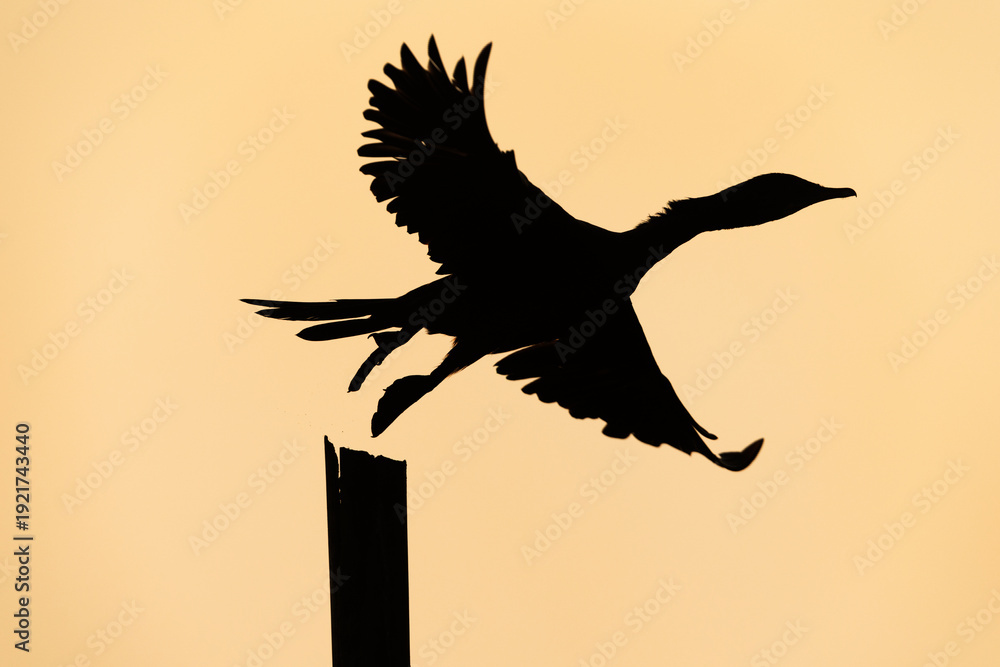 Fototapeta premium Silhouette of Little cormorant takeoff at Purbasthali oxbow lake, India