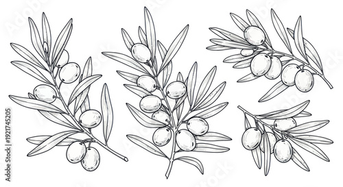 Olive Branches with Fruits - Hand-drawn Sketch Illustration