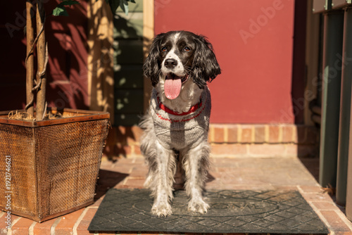 cute springer spaniel in doorway with potted plant and maroon wall