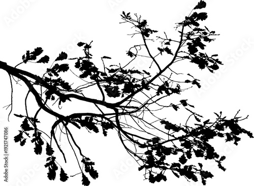 Vector illustration of natural oak tree branch with leaves