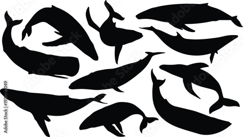 Silhouettes of various whales and dolphins in black against a white background