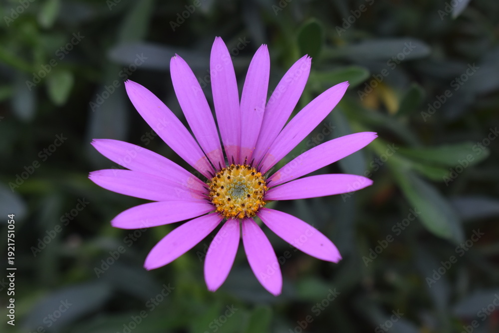 Obraz premium African Daisy