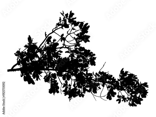 Vector illustration of natural oak tree branch with leaves