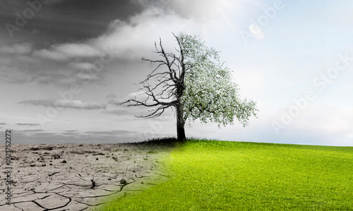 Klimawandel dargestellt an einem kahlen Baum  und an einem Blütenbaum
