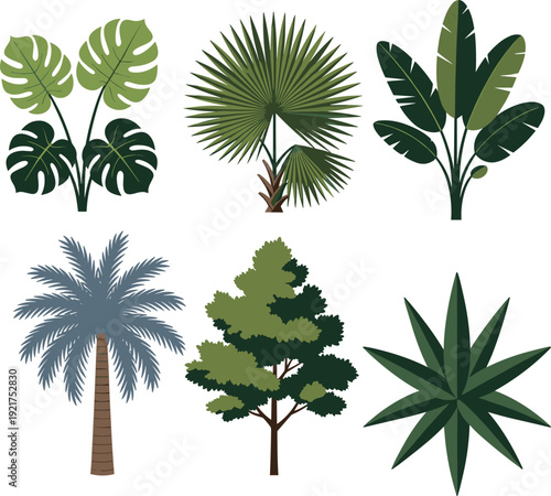 Colorful flat vector illustration set of tropical palm trees and monstera deliciosa leaves for exotic garden landscape design nature branding and botanical education, cad drawing 