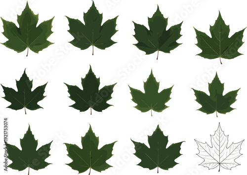 Green maple leaves collection set, realistic autumn foliage icons with outline version, detailed botanical vector illustration isolated