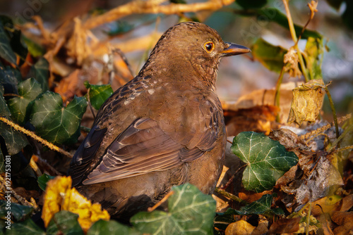 Amsel im Laub