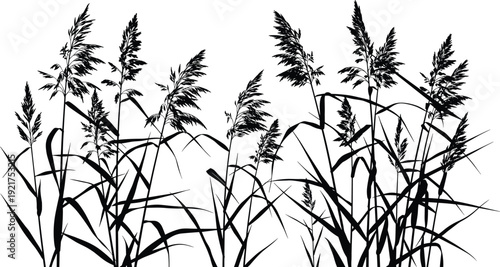 Tall reed grass silhouettes, wild meadow plants collection, black botanical foliage border isolated for nature landscape design