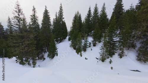 Winter Spruce Forest in the Carpathian Mountains