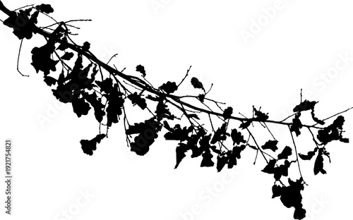 Vector illustration of natural oak tree branch with leaves