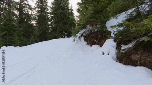 Snow-covered mountain trail through a dense green pine forest