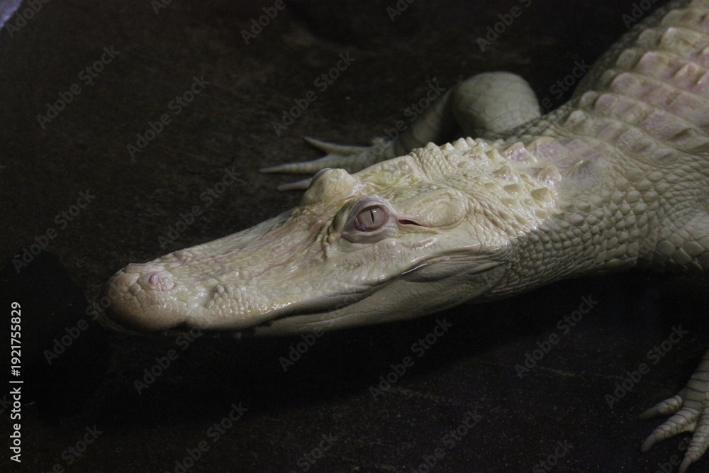 Obraz premium A White American Alligator at a local zoo