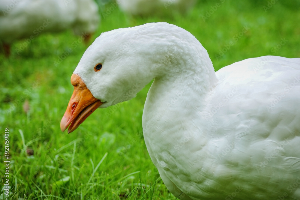 Fototapeta premium White domestic goose on green grass