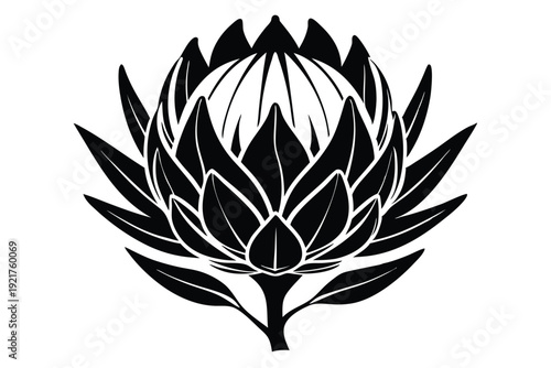 protea silhouette line art vector illustration