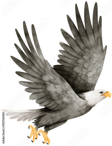 Bald eagle Bird watercolor illustration