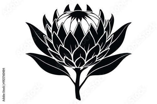 protea silhouette line art vector illustration